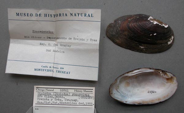 specimen