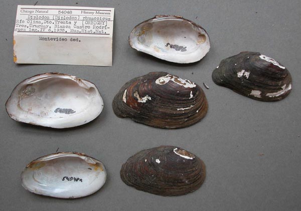 specimen