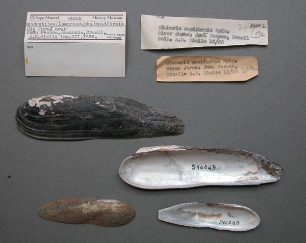 specimen