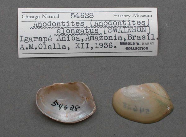 specimen