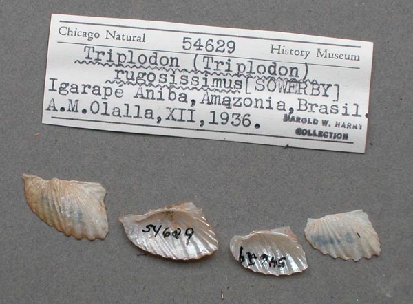 specimen