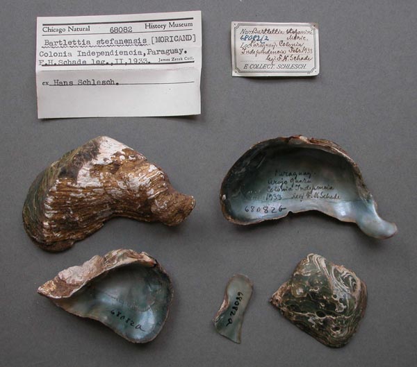 specimen