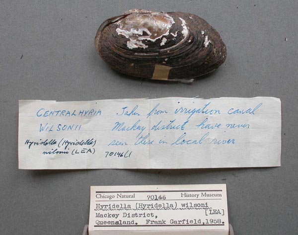 specimen