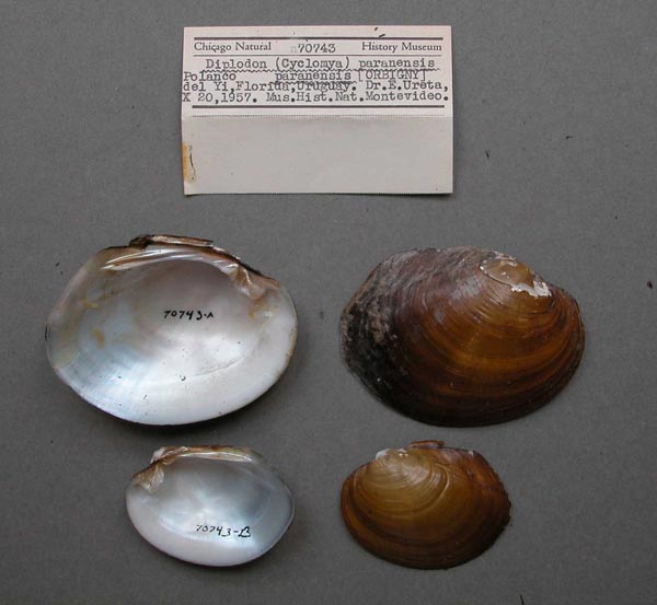 specimen