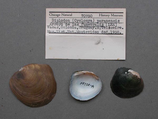 image of lot FMNH_70750 image of lot FMNH_70750