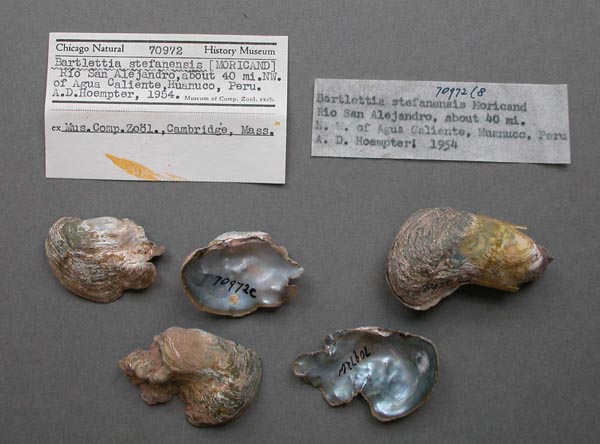 specimen