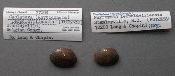 specimen