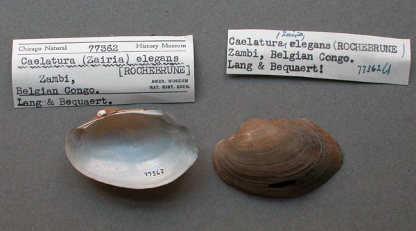 image of lot FMNH_77362 image of lot FMNH_77362