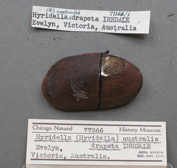 specimen