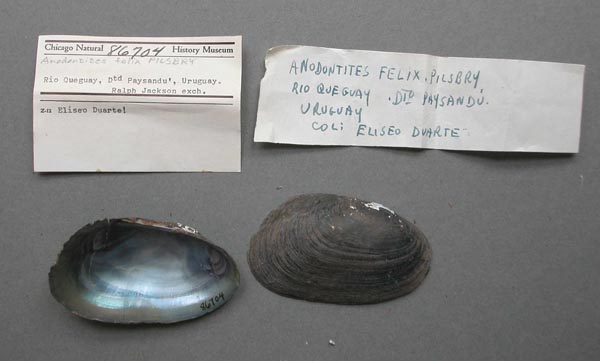 specimen