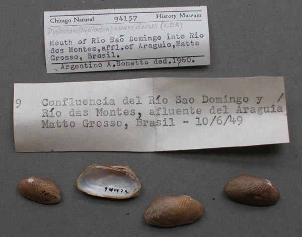 specimen