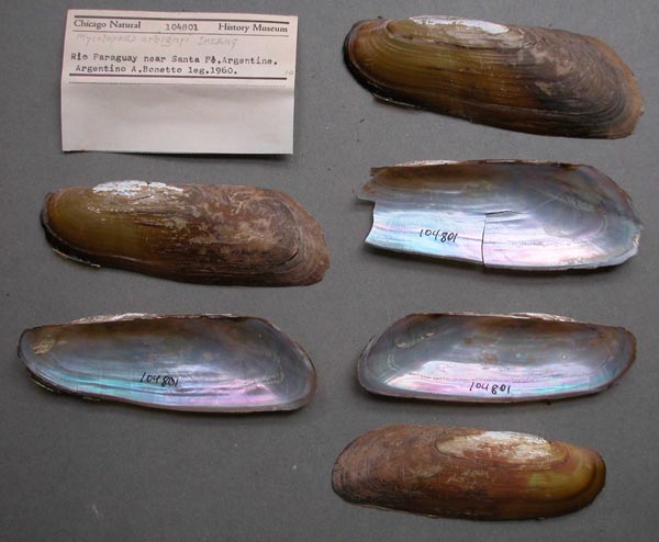 specimen