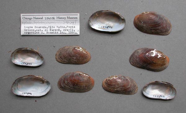 specimen