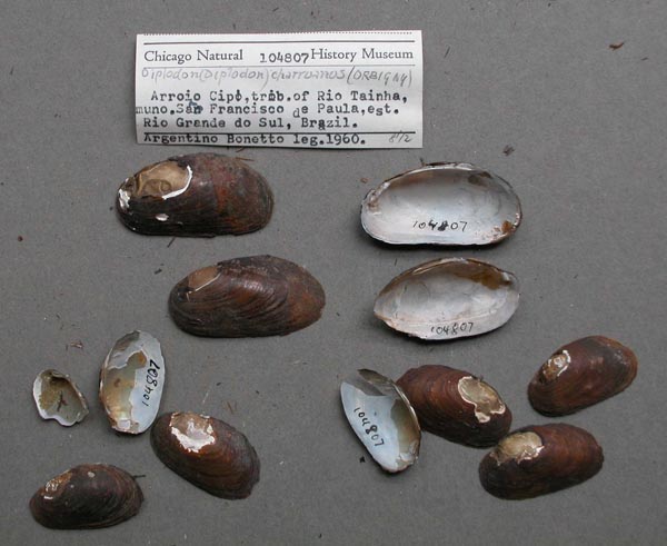 image of lot FMNH_104807 image of lot FMNH_104807