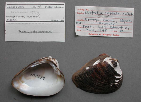 specimen