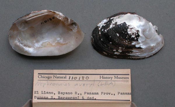 specimen