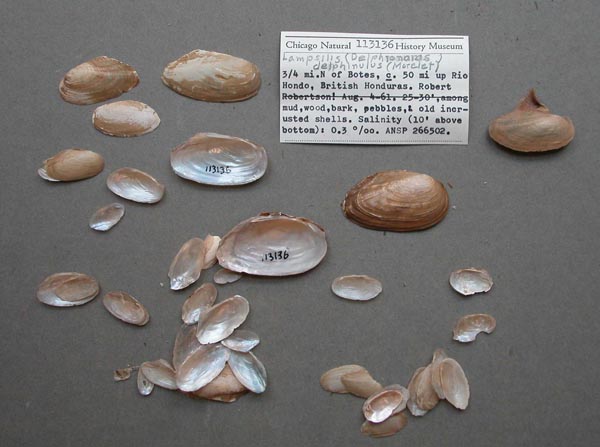 specimen