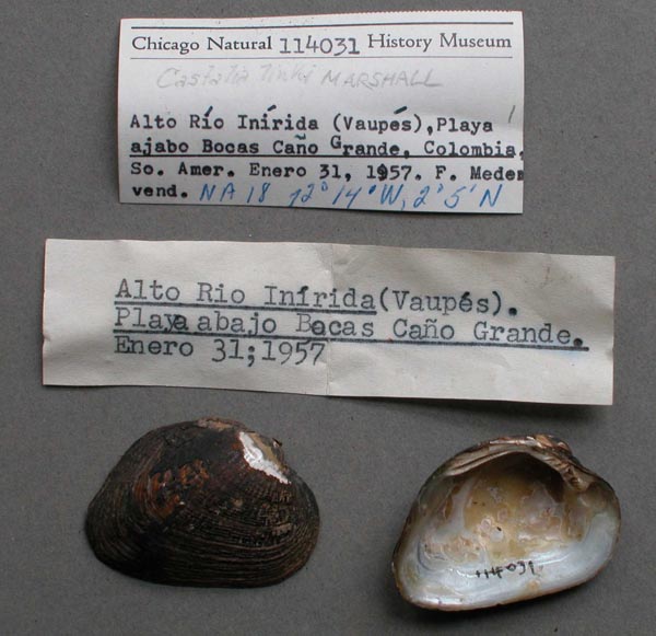 specimen