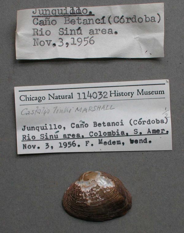 specimen