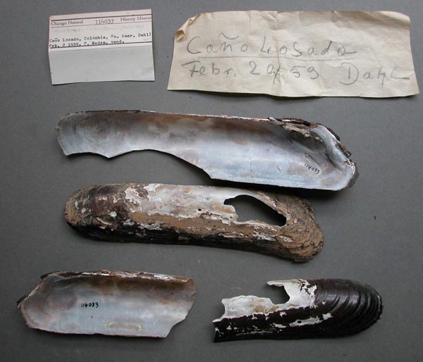 specimen