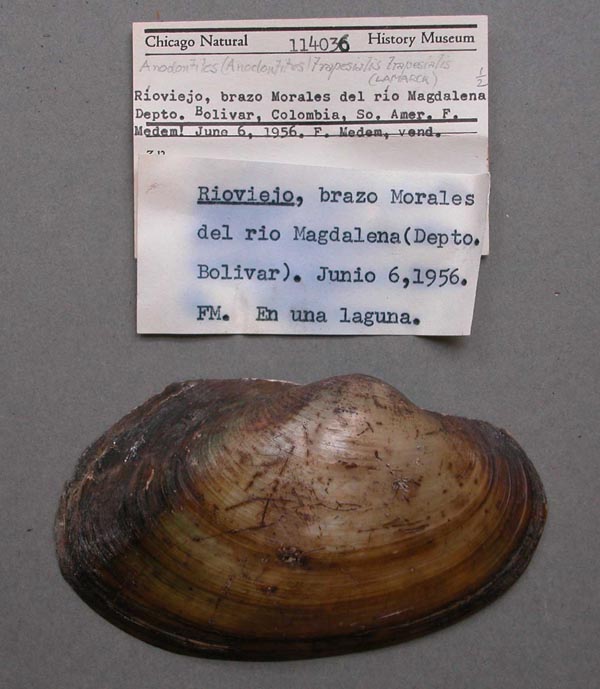 specimen