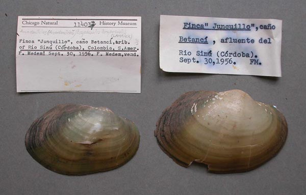 specimen