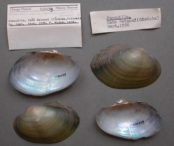 specimen