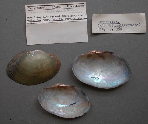 specimen