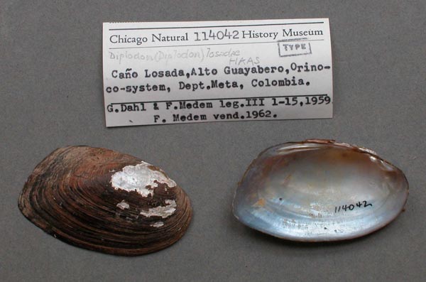 specimen