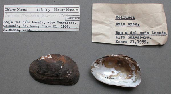 specimen