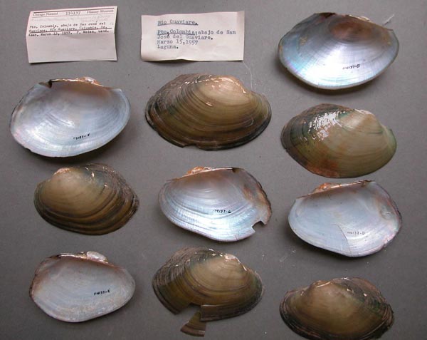 specimen