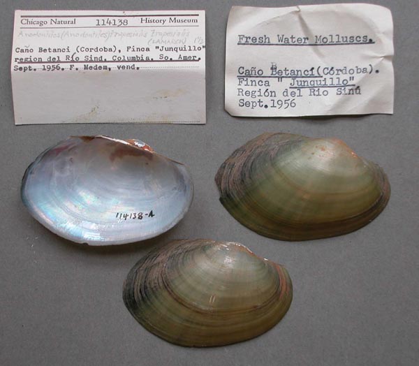 specimen
