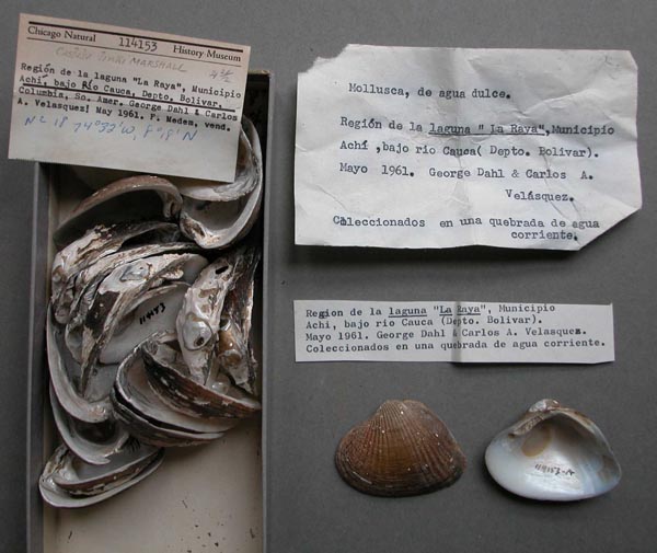 specimen