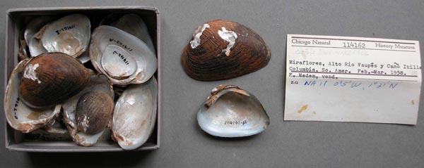 specimen