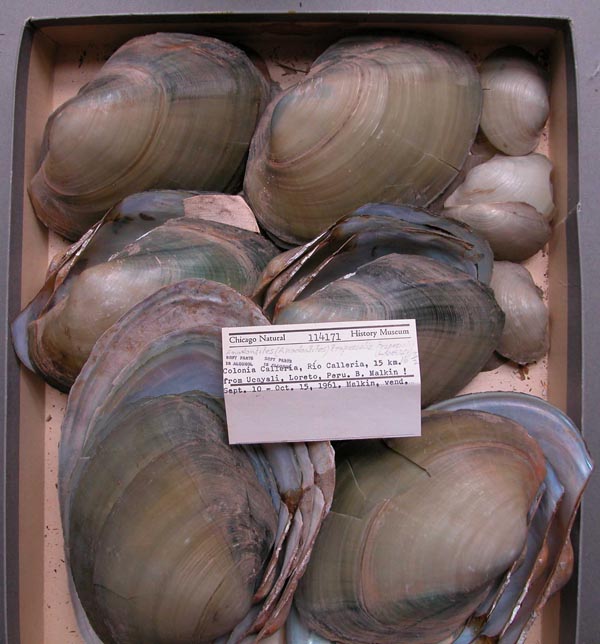 specimen