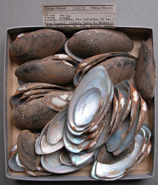 specimen
