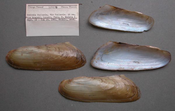 specimen