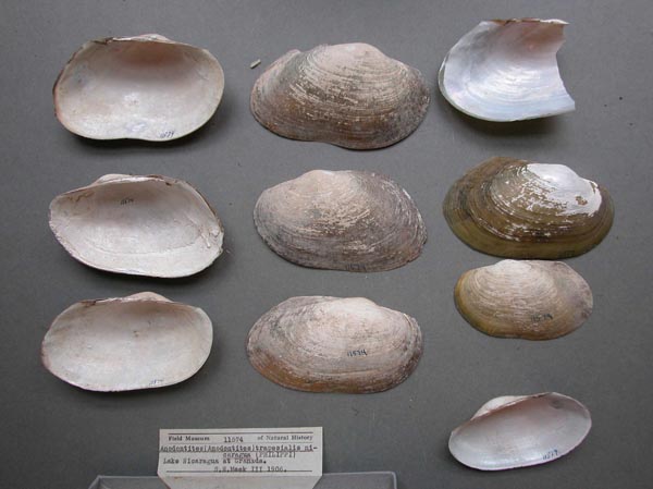 specimen
