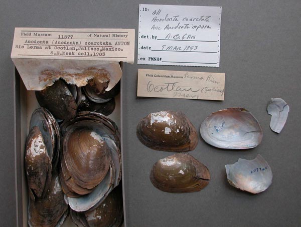 specimen