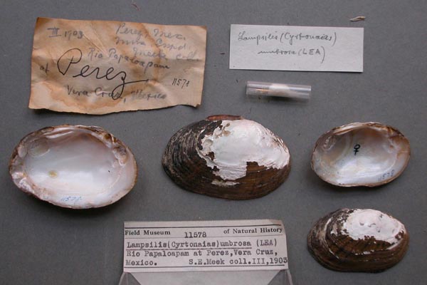 specimen
