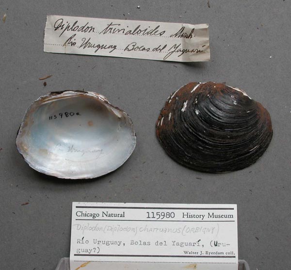 specimen