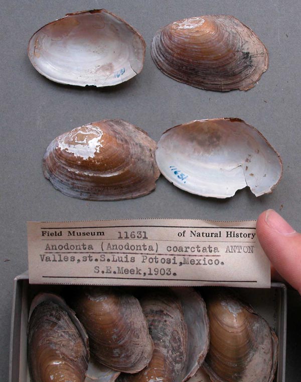 specimen