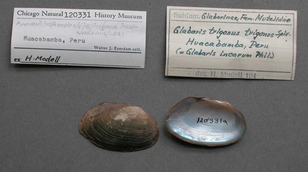 specimen
