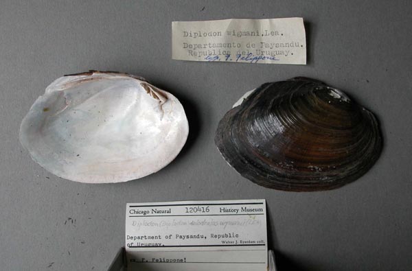 specimen
