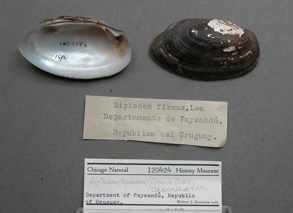 specimen