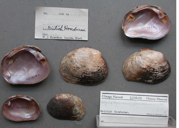 specimen