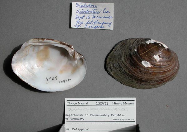 specimen