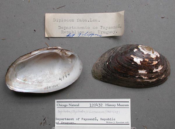 specimen