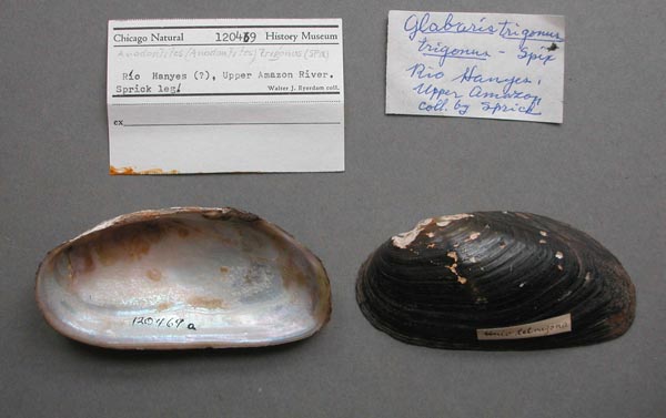 specimen