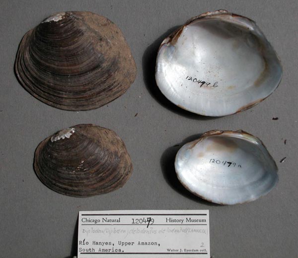 specimen